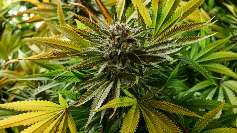 green_weed_bud_hd_weed-1000x565